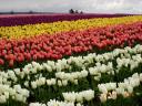 Incredible Colors!